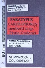 Etiketten zu Cardiophorus neuberti (Platia & Gudenzi, 2002) (NHMW-ZOO-COL-0007120)